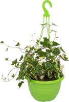 Крестовник в кашпо ø21 h35 см