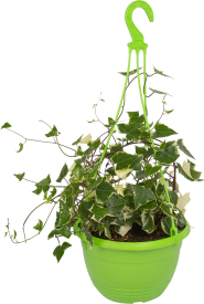 Крестовник в кашпо ø21 h35 см