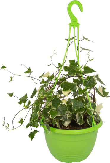 Крестовник в кашпо ø21 h35 см