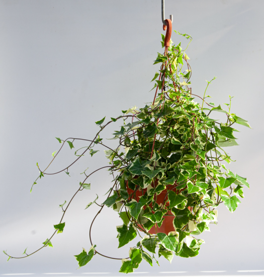 Крестовник в кашпо ø21 h35 см