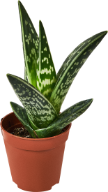 Алоэ Варьегата ø5.5 h8 см
