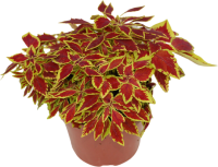 Колеус микс 12x20 см