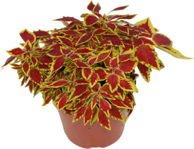 Колеус микс 12x20 см