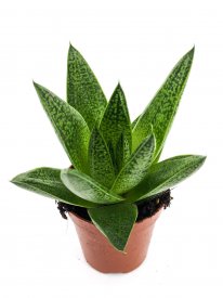 Суккулент супер микс ø5.5 h6-20 см