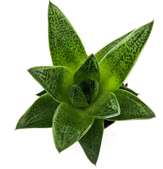 Суккулент супер микс ø5.5 h6-20 см