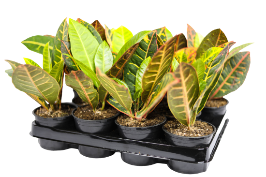 Кодиум ø10.5 h8 см