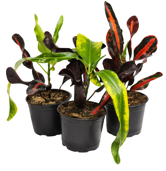 Кодиум ø10.5 h8 см