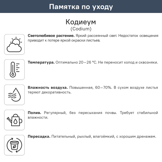 Кодиум ø10.5 h8 см