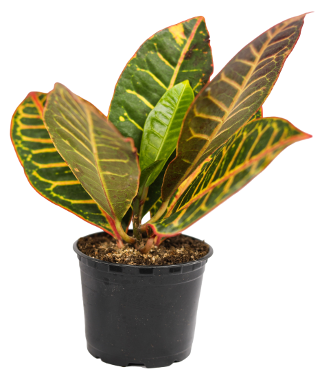 Кодиум ø10.5 h8 см