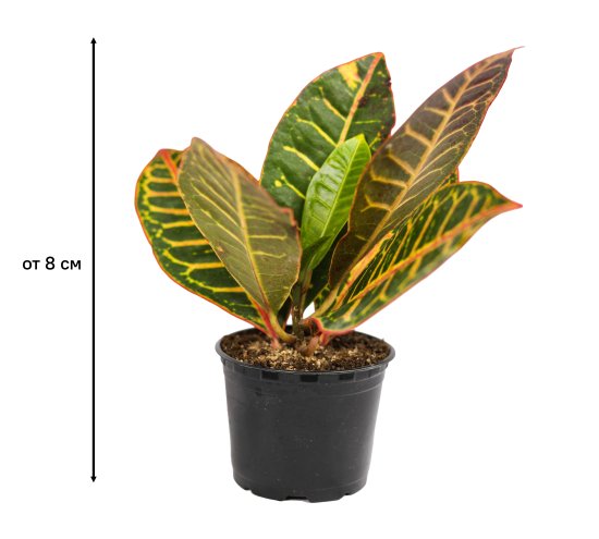 Кодиум ø10.5 h8 см