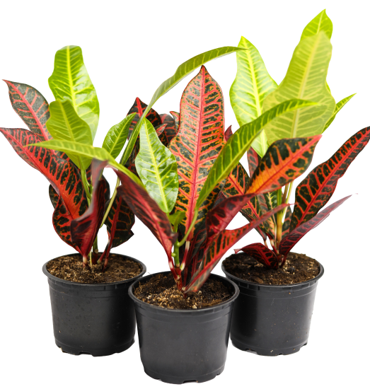 Кодиум ø10.5 h8 см