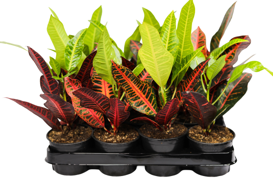 Кодиум ø10.5 h8 см