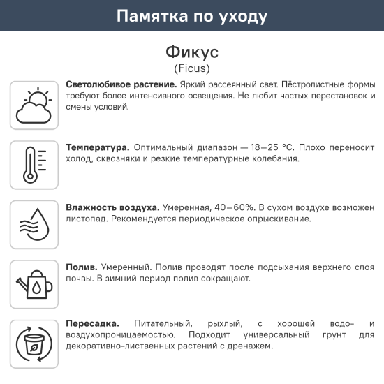 Фикус Бенжамина ø24 h110 см Росток
