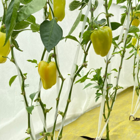 Укрывной материал Агротекс комплект для перцев полипропилен черный 80 г/м² 8x3.2 м