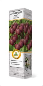 Актинидия аргута Кенс рэд h37 см