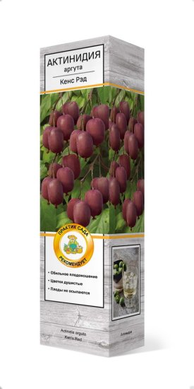 Актинидия аргута Кенс рэд h37 см