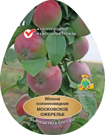 Яблоня колонновидная Московское ожерелье h200 см в сетке Поиск Инвест