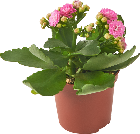 Каланхое Каландива мини ø7 h10-15 см