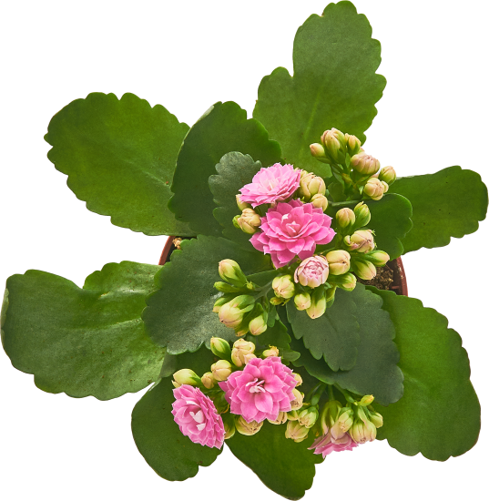 Каланхое Каландива мини ø7 h10-15 см