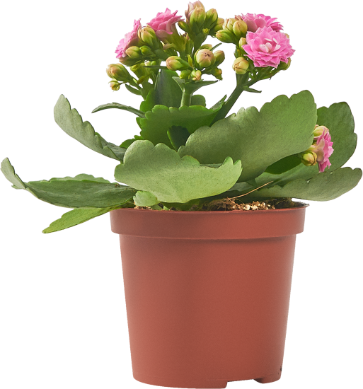 Каланхое Каландива мини ø7 h10-15 см