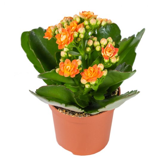 Каланхое Каландива мини ø7 h10-15 см