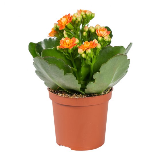 Каланхое Каландива мини ø7 h10-15 см