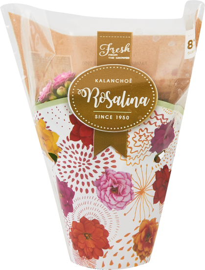 Каланхое Каландива мини ø7 h10-15 см