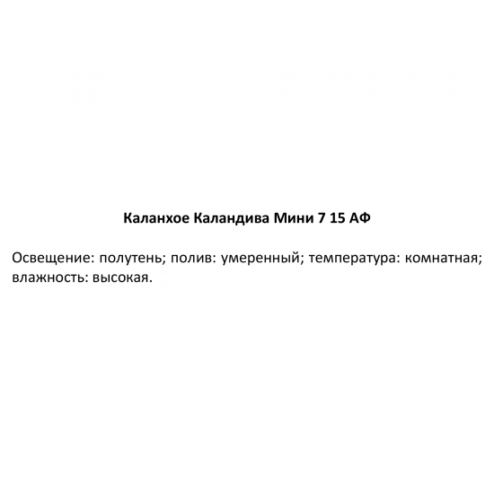 Каланхое Каландива мини ø7 h10-15 см