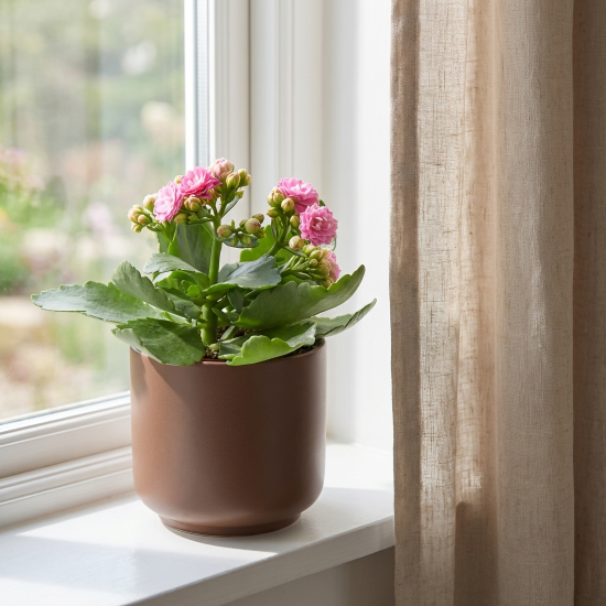 Каланхое Каландива мини ø7 h10-15 см