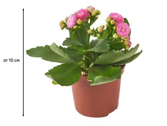 Каланхое Каландива мини ø7 h10-15 см