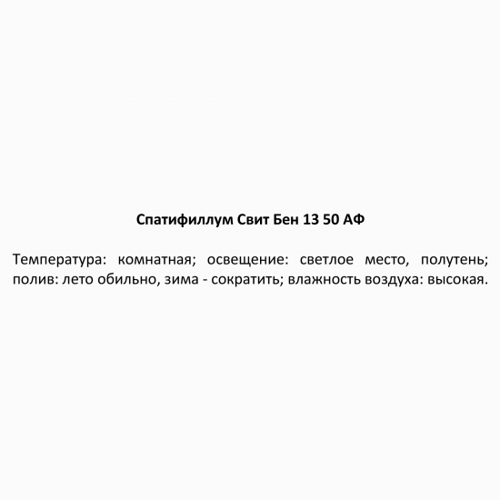 Спатифиллум Свит бенито ø13 h50 см