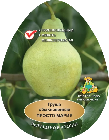 Груша обыкновенная Просто Мария h200 см в сетке Поиск Инвест