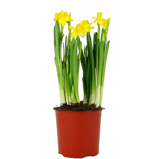 Нарцисс ø11 h12 см