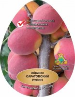 Абрикос Саратовский рубин ø20 h220 см