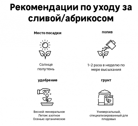 Абрикос Саратовский рубин ø20 h220 см