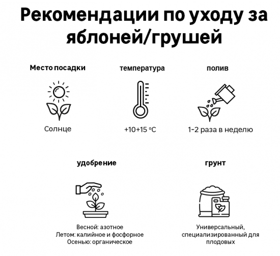 Яблоня Антоновка обыкновенная пакет h90 см