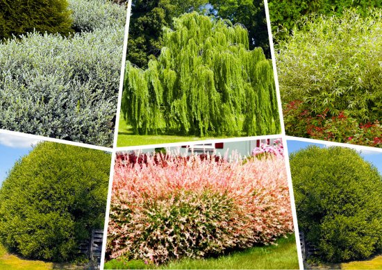 Ива микс ø9.2 h36 см