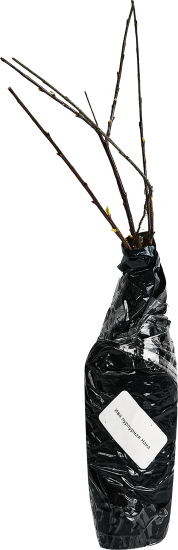 Ива микс ø9.2 h36 см