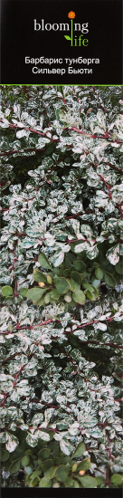 Барбарис микс ø9.2 h36 см