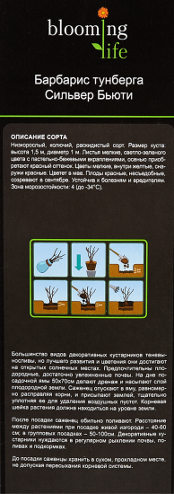 Барбарис микс ø9.2 h36 см