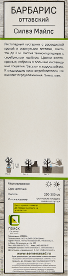 Барбарис оттавский Силвэ Майлс h35 см