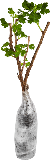 Крыжовник Сенатор пакет h35 см