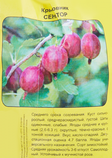 Крыжовник Сенатор пакет h35 см