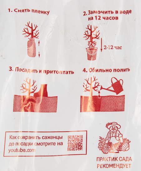 Крыжовник Сенатор пакет h35 см