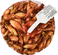 Лук севок Олина луковицы 12 0.5 кг