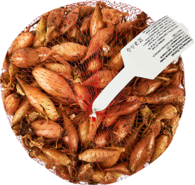 Лук севок Олина луковицы 12 0.5 кг