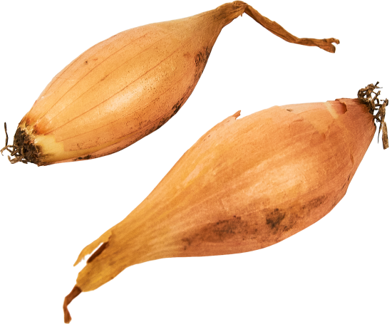 Лук севок Олина луковицы 12 0.5 кг