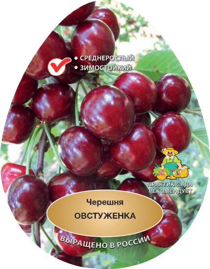 Черешня Овстуженка h200 см Поиск Инвест