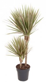 Драцена биколор ø19 h90-100 см