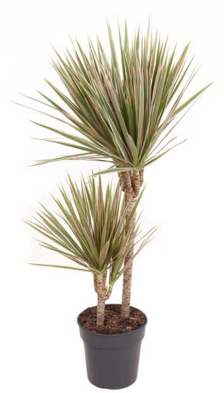 Драцена биколор ø19 h90-100 см